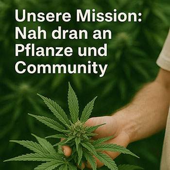 Präsentierte Cannabispflanzen mit Cannabispflanzen im Hintergrund