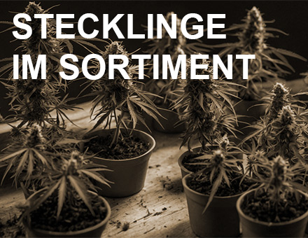 Cannabis-Steckling