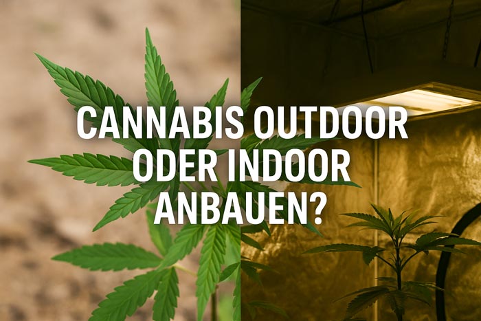 Cannabis Outdoor oder Indoor anbauen