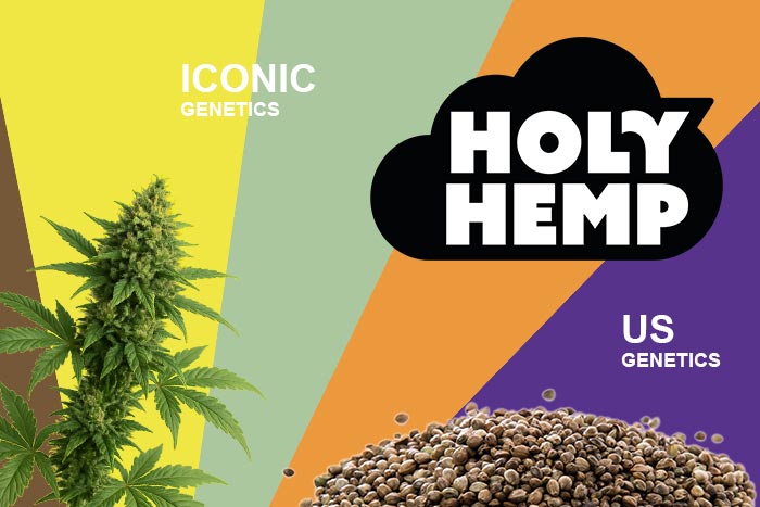 Blogbeitrag Holy Hemp Seeds ab sofort bei 24seedz