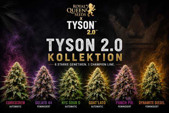 Blogbeitrag Tyson 2.0 Seeds ab sofort bei 24seedz
