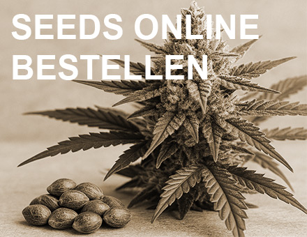 Cannabissamen neben einer Cannabispflanze