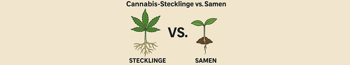 Cannabis-Stecklinge vs. Cannabis-Samen als Illustration dargestellt.