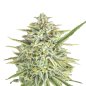 Preview: Nahaufnahme einer Lemon Haze Pflanzen von Bud Voyage