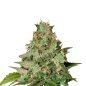Preview: Bud Voyage Amnesia Bubba F1 Automatic Nahaufnahme eines Buds