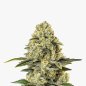 Preview: Bud Voyage Amnesia Haze F1 Automatic Bud in Nahaufnahme