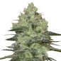 Preview: Bud Voyage Amnesia Haze Feminisiert Bud in nahaufnahme