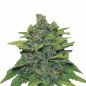 Preview: Bud Voyage Banana x Zkittlez Feminisiert Nahaufnahme eines Buds