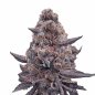Preview: Bud Voyage Bubble Gum Sherb Feminisiert Bud in nahaufnahme