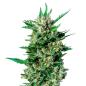 Preview: Nahaufnahme eines Bud Voyage Dwarf Voyage Automatic Buds – Dichte, harzige Blüte mit süßem Frucht- & Skunkaroma.
