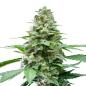 Preview: Nahaufnahme eines Bud Voyage Easy Bud Automatic Buds – Kompakte, harzige Blüte mit frischem Zitronen- & Zypressenaroma.