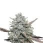 Preview: Nahaufnahme eines BudVoyage Fat Bastard Buds – Harzige, dichte Blüte mit leuchtenden Farben und intensivem Skunk-Aroma.