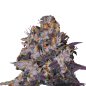 Preview: Bud Voyage Florida Sunrise Automatic Nahaufnahme eines Buds