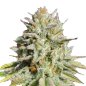 Preview: Bud Voyage Gorilla Glue #4 Feminisiert Bud in nahaufnahme