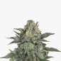 Preview: Nahaufnahme der Gorilla Glue F1 Automativ von Bud Voyage zeigt einen Teil der Pflanze mit kräftigen Bud und intensiver Trichomen-Bedeckung.
