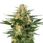 Preview: Green Gelato Automatic Bud von Bud Voyage – kompakter, harziger Cannabisblüten mit fruchtigem Aroma