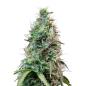 Preview: Nahaufnahme eines Bud Voyage Jamaican Haze Feminisiert Buds – Harzige, kompakte Blüte mit intensivem Zitronen- & Erdaroma.