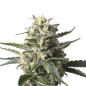 Preview: Nahaufnahme eines Bud Voyage Lemon Ice Cream Feminisiert Buds – Dichte, harzige Blüte mit süßem Zitronen- & erdigem Skunk-Aroma.