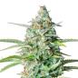 Preview: Bud Voyage Northern Lights Automatic
