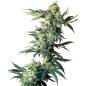 Preview: Nahaufnahme eines BudVoyage Northern Lights Feminisiert Buds – Dichte, harzige Blüte mit erdigem Zitrus- & Kräuteraroma.