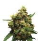 Preview: Nahaufnahme eines Bud Voyage Painkiller CBD Automatic Buds – Dichte, harzige Blüte mit frischem Lemonen- und Zedernholzaroma.