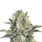 Preview: Bud Voyage Permanent Marker Automatic Nahaufnahme eines Buds