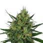 Preview: Nahaufnahme eines Bud Voyage PMS Painkiller CBD Automatic Buds – Harzige, dichte Blüte mit süßem Zitrusaroma und erdigen Noten.