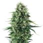 Preview: Nahaufnahme eines BudVoyage Power Plant Feminisiert Buds – Dichte, harzige Blüte mit erdigem & würzigem Aroma.
