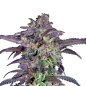 Preview: Bud Voyage PREMIUM US Candy Fumez x GAK Smoothie Nahaufnahme eines Buds