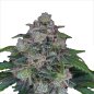 Preview: Bud Voyage PREMIUM US OG Kush x MAC Automatic Bud in Nahaufnahme