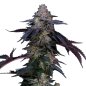 Preview: Bud Voyage PREMIUM US Rainbow Belts x Dulce de Uva Nahaufnahme eines Buds