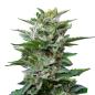 Preview: Nahaufnahme eines Bud Voyage Pure CBD Regular Buds – Harzige, dichte Blüte mit fruchtigem Aroma und erdigen Zitrusnoten.