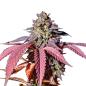 Preview: Nahaufnahme eines Purple Haze Feminisiert Buds – Harzige, violett-grüne Blüte mit intensiven Trichomen und fruchtigem Beerenaroma.
