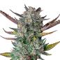 Preview: Nahaufnahme eines dichten Purple Punch Automatic Buds – Harzige, violett schimmernde Blüte mit intensiver Trichomen-Bedeckung und süßem Beerenaroma.