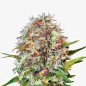 Preview: Bud Voyage Runtz Automatic Nahaufnahme eines Buds