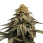 Preview: Nahaufnahme eines BudVoyage Skywalker Sativa Feminisiert Buds – Dichte, harzige Blüte mit fruchtigem Beeren- & Pfefferaroma
