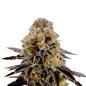 Preview: Nahaufnahme eines Bud Voyage Sleepy Joe Feminisiert Buds – Harzige, dichte Blüte mit intensivem Erdbeer-Zitronen-Aroma.