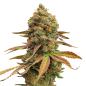 Preview: Nahaufnahme eines Bud Voyage Special #1 Feminisiert Buds – Harzige, kompakte Blüte mit fruchtig-erdigem Skunk-Aroma.
