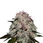 Preview: Strawberry Smile Bud von Bud Voyage – Erstragsreiche Feminisierte Cannabisblüten mit fruchtigem Erdbeeraroma
