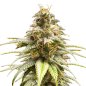 Preview: Bud Voyage Super Sativa Feminisiert Bud Nahaufnahme