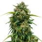 Preview: Nahaufnahme eines Bud Voyage Super Skunk Automatic Buds – Dichte, harzige Blüte mit süß-erdigem Skunk-Aroma.