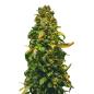 Preview: Nahaufnahme eines Bud Voyage Sweet Dream CBD Automatic Buds – Kompakte, harzige Blüte mit Zitrus- und Kiefern-Aroma.