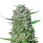 Preview: Nahaufnahme eines BudVoyage Tropical Orange Automatic Buds – Harzige, leuchtend grüne Blüte mit intensivem Zitrusaroma.