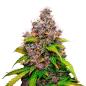 Preview: Nahaufnahme eines Bud Voyage Watermelon Zkittlez Feminisiert Buds – Harzige, dichte Blüte mit süßem Wassermelonen- und Zkittlez-Aroma