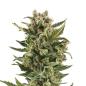 Preview: Nahaufnahme eines dichten White Widow Automatic Buds – Harzige Blüten mit intensiver Trichomen-Bedeckung und erdig-würzigem Aroma