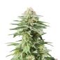 Preview: Nahaufnahme eines Bud Voyage White Widow Feminisiert Buds – Harzige, dichte Blüte mit würzig-holzigem Aroma.