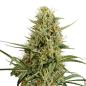 Preview: Strawberry Smile Automatic Bud von Bud Voyage – sativadominierte Autoflowering mit Aromen von Erdbeere
