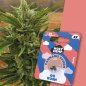 Preview: Holy Hemp OG Kush Automatic – Verpackung mit 3 Samen und Nahaufnahme der dichten, harzigen OG Kush Pflanze im Hintergrund. Autoflowering Indica mit 20–25% THC und klassischem Diesel-Aroma.