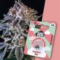 Preview: Holy Hemp Pappy OG – Verpackung mit 3 Samen und im Hintergrund eine Nahaufnahme der blühenden Pflanze mit dichten, harzigen Buds und erdig-grünen Farbtönen.