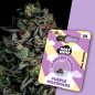 Preview: Holy Hemp Purple Milkshake – Verpackung mit 3 Samen und im Hintergrund eine Nahaufnahme der lila Cannabis-Pflanze mit harzigen Buds.